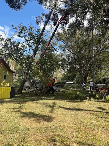 Crane boom lowering a leaning tree in a backyard