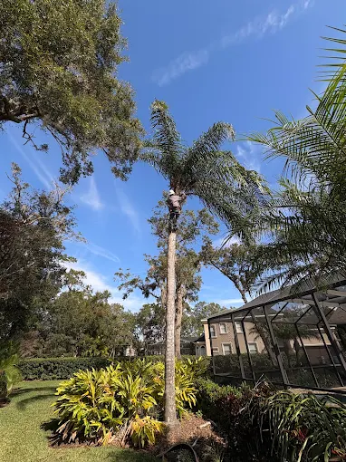 Climber topping a tall palm beside a screened pool enclosure