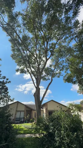 Freshly thinned shade tree over a Florida ranch home