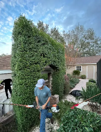 Crew shaping a tall privacy hedge with power trimmers
