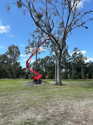 Red spider lift trimming an oak on an open acreage property