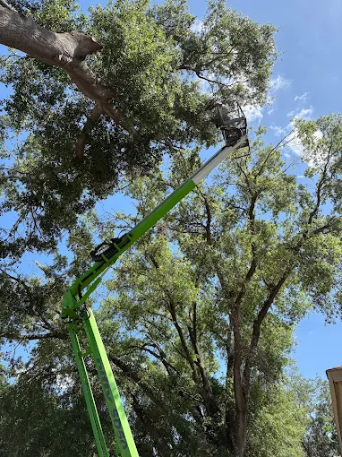 Bucket lift reaching into a large oak canopy for a trim in Tampa