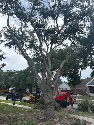 Crew and equipment staged for a large front-yard oak removal