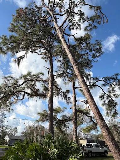 Tall pines with Spanish moss marked for removal near a home