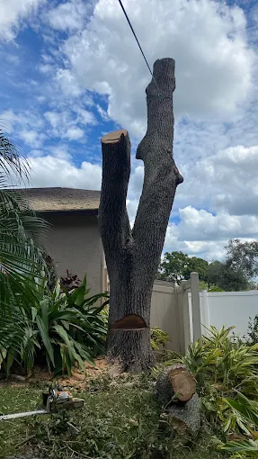 Large hardwood trunk sectioned down beside a home
