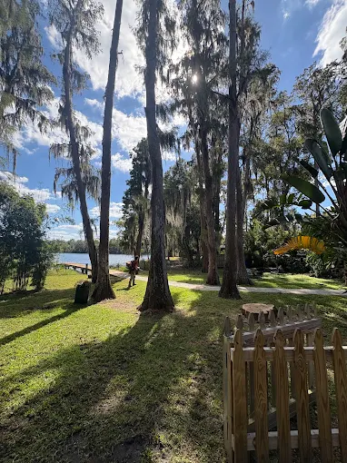 Cleared lakefront yard under mossy cypress trees